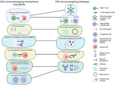 Are Cancer Stem Cells a Suitable Target for Breast Cancer Immunotherapy?